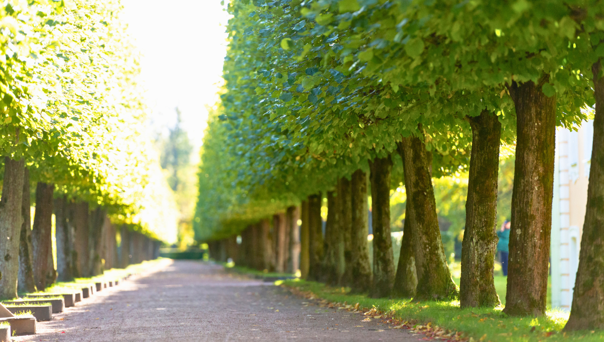 Landscape Areas